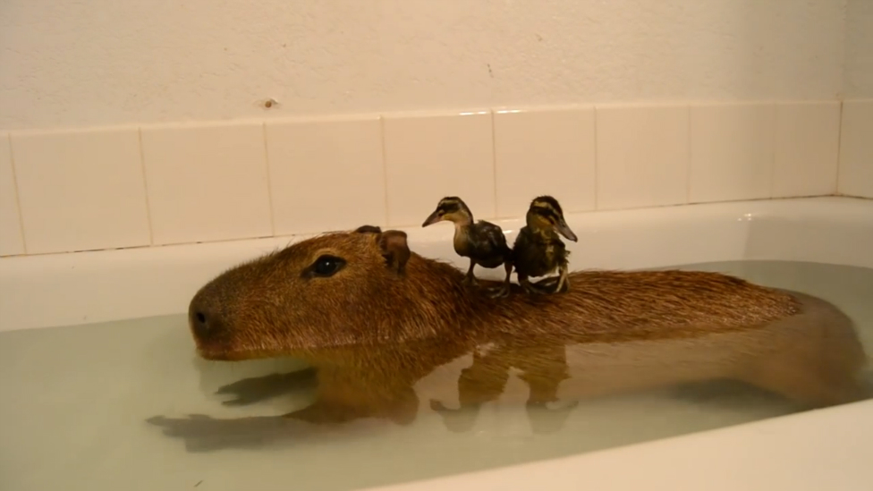 Капибара и утята смотреть онлайн