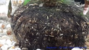 Гуппи умерла после родов / Мальки живы, им три недели