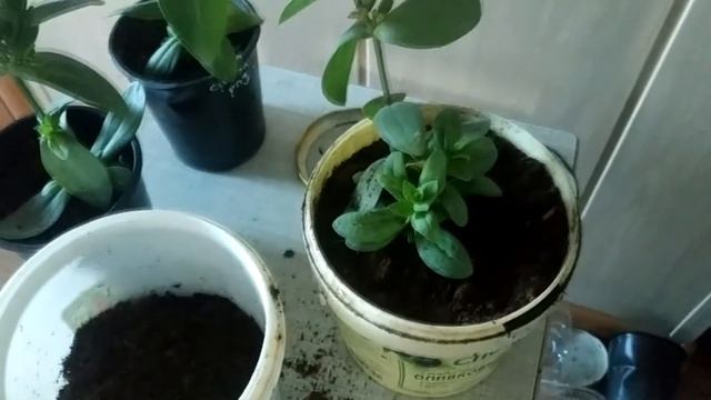 Эустома второгодка. Пересадка и обрезка смотреть онлайн