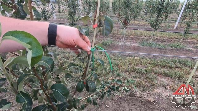 Скоба для фиксации индивидуальной опоры | Скобы для саженцев | Фиксаторы #2 смотреть онлайн