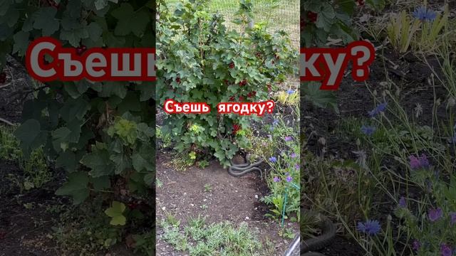 ГАДЮКА или УЖ? #змея #змеи #змеиный #феликсскотом #дача #дачнаяжизнь #дачники #надаче #страшилочка смотреть онлайн