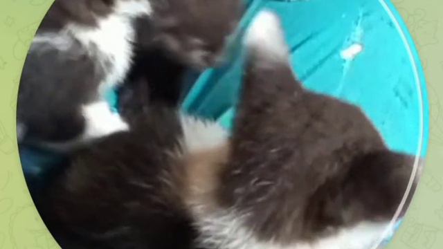 Котятушки ищут дом🥰 смотреть онлайн