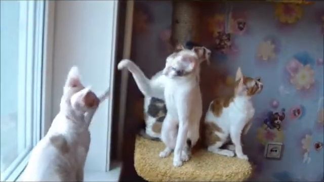 КОРОЛЕВСТВО КОШЕК смотреть онлайн