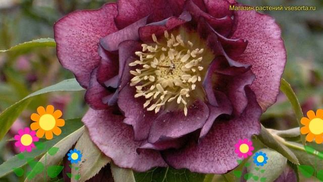 Морозник восточный Дабл Еллен Ред. Краткий обзор, описание helleborus orientalis Double Ellen Red смотреть онлайн