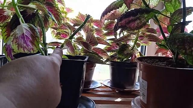 20 апреля. Перцы зацветают! смотреть онлайн