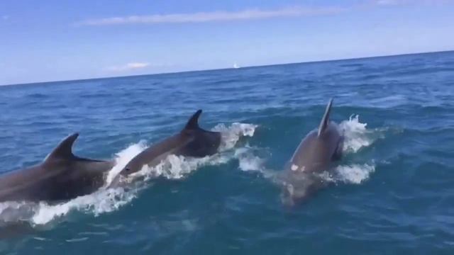 Дельфины в Чёрном море! смотреть онлайн