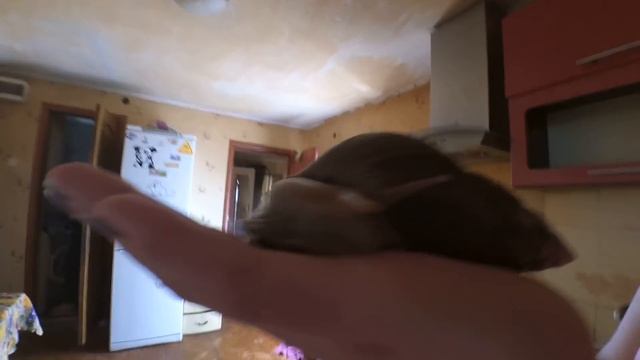 Огромная улитка Ахатина смотреть онлайн