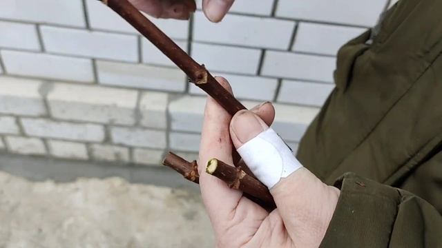 Черенкование метельчатой гортензии ? весной смотреть онлайн