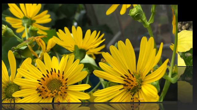 Weedy Acres Homestead - Summer Bloom смотреть онлайн
