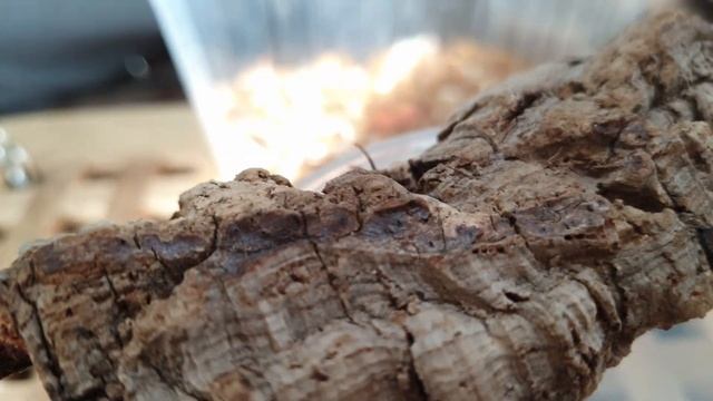 Тропические скорпионы дома.Скорпионы под ультрафиолетом. Сentruroides gracilis Centruroides bicolor смотреть онлайн