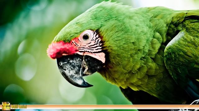 Latino Mix (Bachata, Salsa, Merengue)