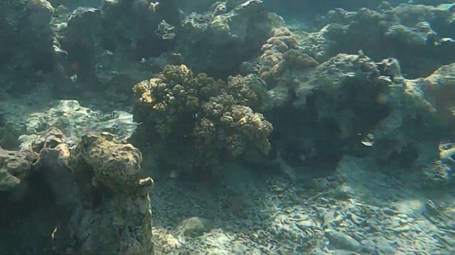 Египет. Отель Faraana Reef Resort 4*. Семейный отдых. декабрь 21г.