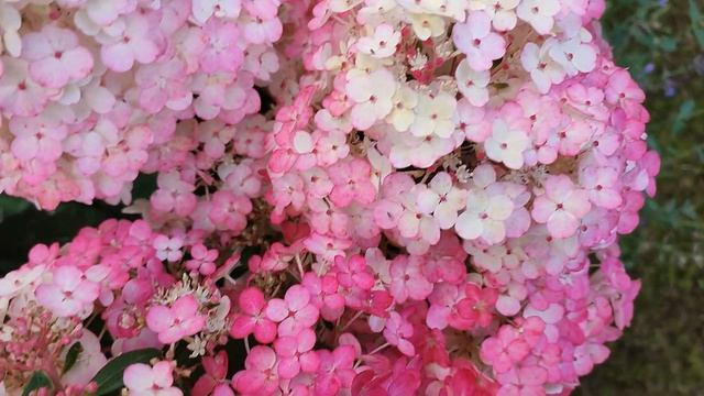 Метельчатая гортензия Самарская Лидия смотреть онлайн