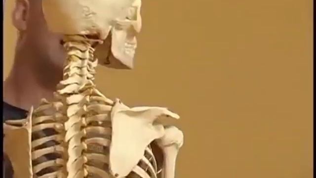 Анатомия йоги с Полом Грилли. Весь цикл в одном видео смотреть онлайн