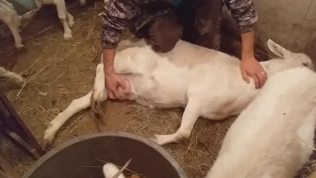 Ужасная обрезка копыт у коз// новые козюли приехали смотреть онлайн