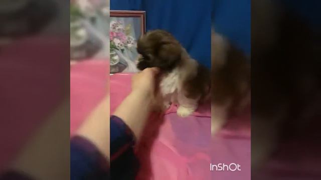 Мальчик Ши-Тцу на продажу смотреть онлайн