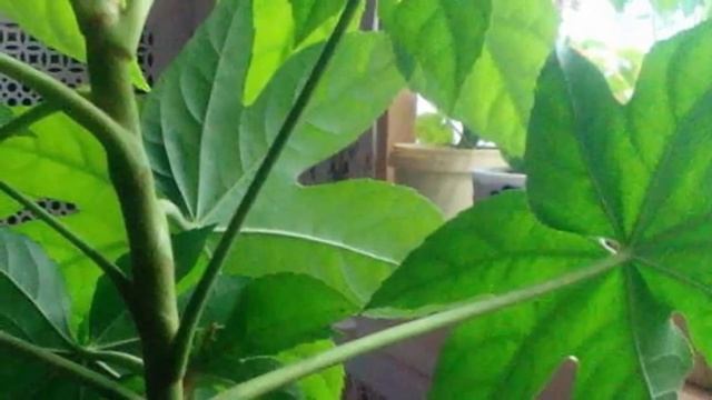 Фатсия японская – выращивание и уход в домашних условиях!