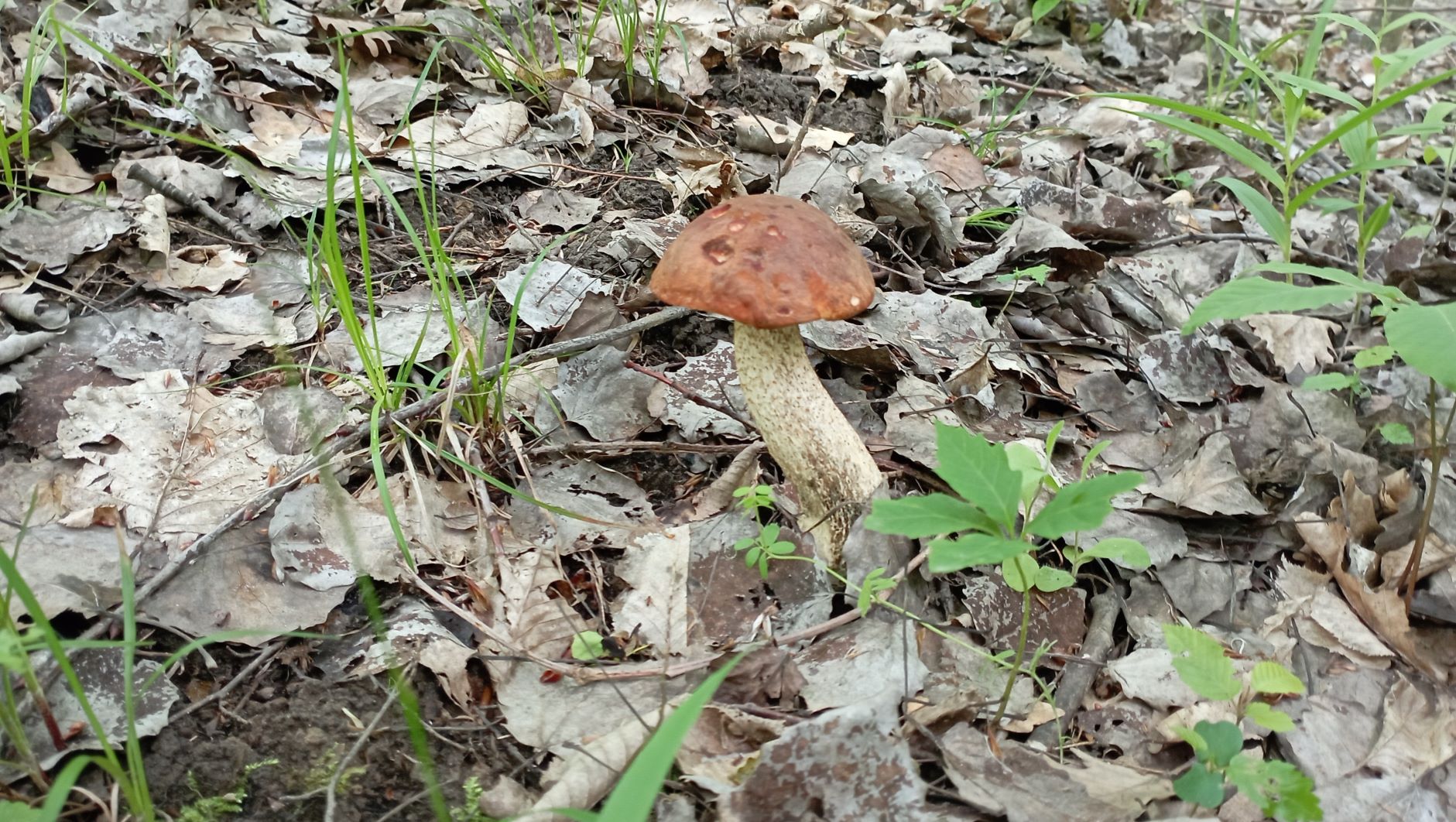 Первые ЛИСИЧКИ и снова ПОДОСЫ. По грибы 13 мая 2023 года. смотреть онлайн