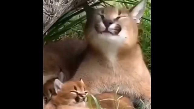 Большой шлёпа и маленький шлёпа