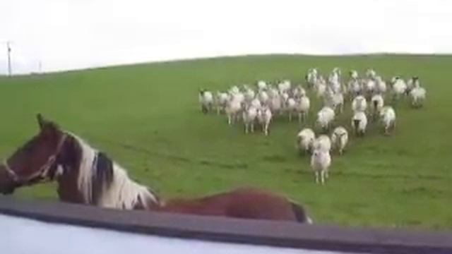 Animal behaviour - Irish horses herding sheep смотреть онлайн
