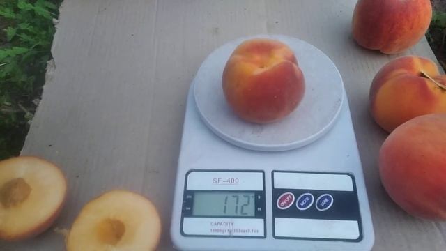 Персик Т-3 (Вайн Голд). смотреть онлайн