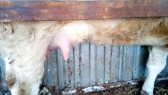 Раздой первотелки. Фиксируем корову. Жизнь в деревне смотреть онлайн