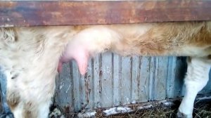 Раздой первотелки. Фиксируем корову. Жизнь в деревне