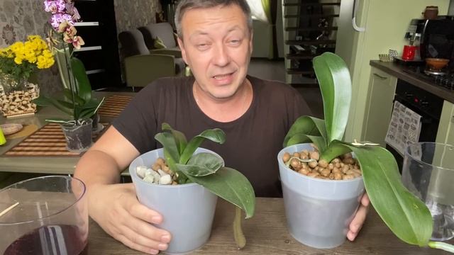 УДОБРЕНИЕ ОРХИДЕЙ в зиму с поливом орхидеи // вторая подкормка фаленопсисов смотреть онлайн