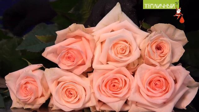 Коллектив "Тепличного" поздравляет покупателей, коллег, партнеров с Новым годом смотреть онлайн