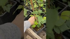 Клематис Утопия. 3 группа обрезки