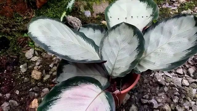 CARA MEMBEDAKAN 4 JENIS CALATHEA YANG HAMPIR SAMA WARNA смотреть онлайн