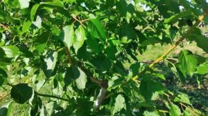 Абрикос Манитоба ,Саратовский рубин ,Триумф северный и немного о формировке.