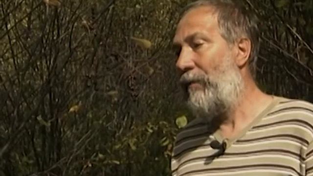 Черемуха с вишней не скрещиваются смотреть онлайн