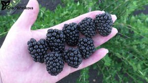 ВОН, раннеспелый сорт ежевики с очень вкусной ягодой