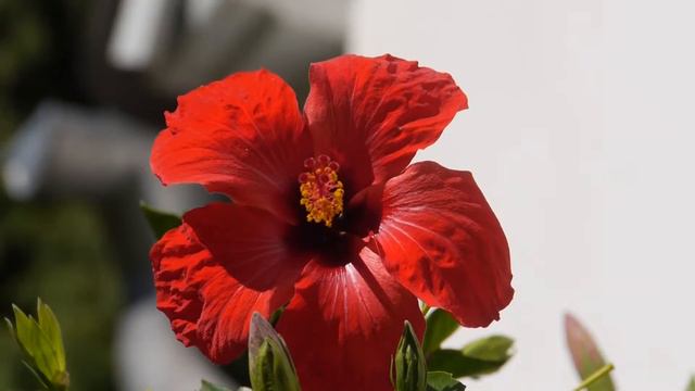 Chinesischer Roseneibisch (Hibiscus rosa-sinensis) смотреть онлайн