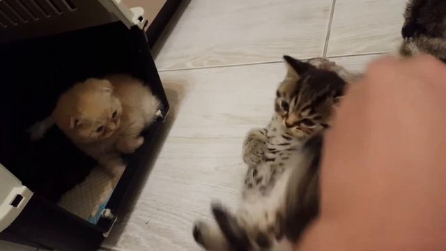 Шотландский прямоухий тигр смотреть онлайн
