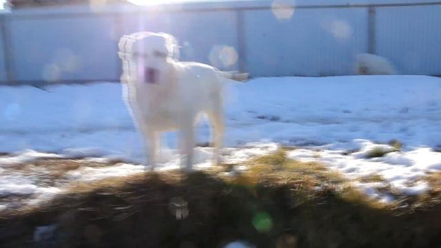 Среднеазиатские овчарки питомника ТИМЕРТАШ - ноябрь 2017 смотреть онлайн