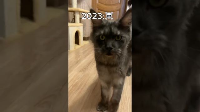 Кошка мейн-кун выглядит строже, чем тигр?#cat #funny #кошка #мейнкун #DarkEmpire смотреть онлайн