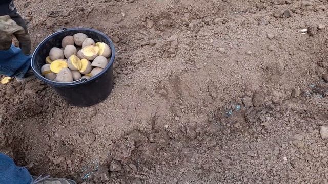 Подготавливаю землю и сажаю кортошку. смотреть онлайн