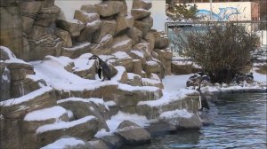 Пингвины плавают на улице в холодную погоду и спускаются с ледяной горки 20.11.2023