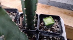 Зимовка и размножение кактусов.Обрезка подвоев.