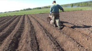 Нарезка гребней для посадки картофеля мотоблоком.