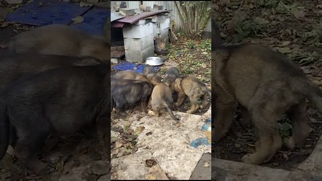 Н.О. Щенки Video 2023 10 16 at 17 05 17 смотреть онлайн