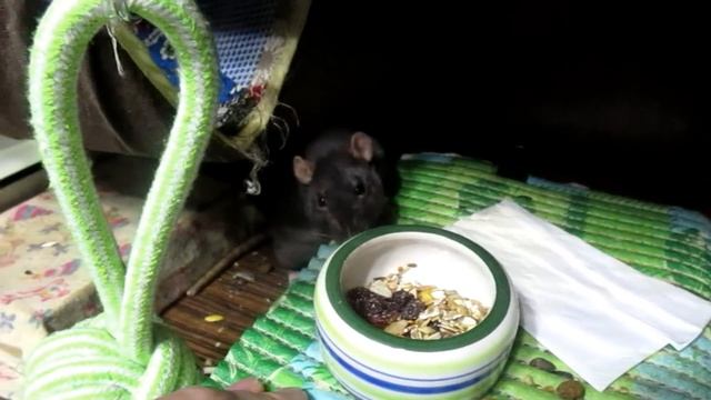 Крысы на свободном выгуле, или две наглые мордахи! (Fancy Rats | Декоративные Крысы) смотреть онлайн