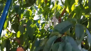 Персики "Красна девица" и "Кардинал". Второе плодоношение 2020...