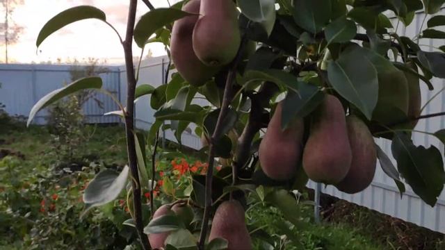 Наша "Лакомка" 10.10.20г. Прошло 2 недели... смотреть онлайн