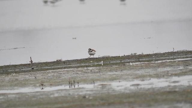 Кулик Малый Зуек в поисках корма смотреть онлайн