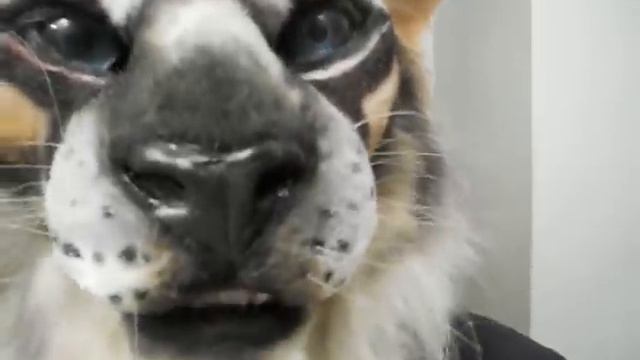 Khajiit смотреть онлайн