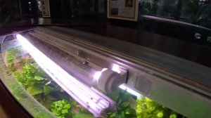 Аквариум 700 литров с эхинодорусами, отчёт о проделанной работе.