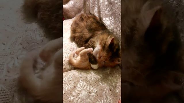 маленький милый рыжий котенок с мамой смотреть онлайн